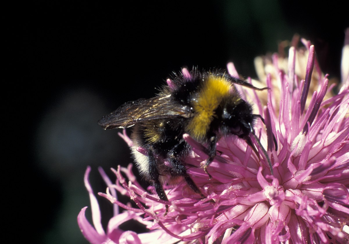 Bombus Lucorum, White-tailed Bumblebee